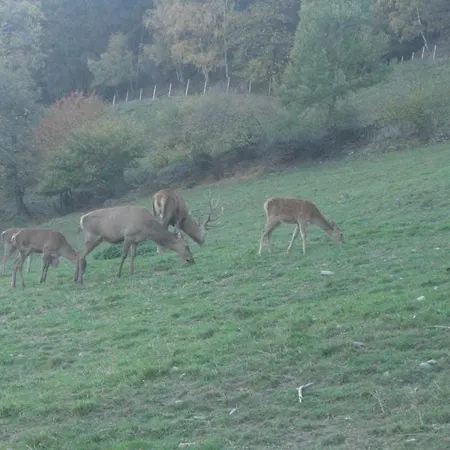 Larchhof 3* Racines